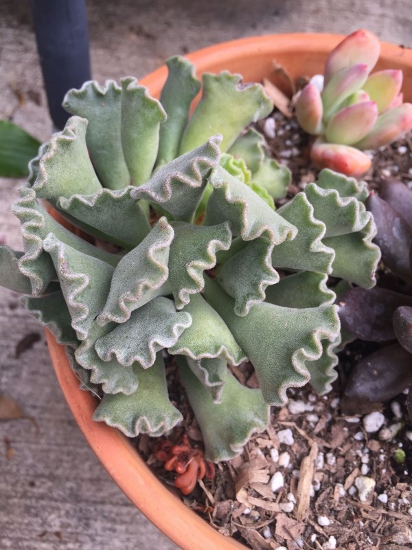 Адромискус Купера (Adromischus cooperi)