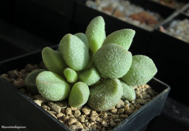 Адромискус Купера (Adromischus cooperi)