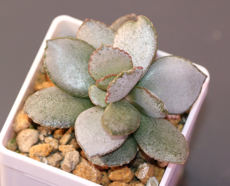 Adromischus cooperi