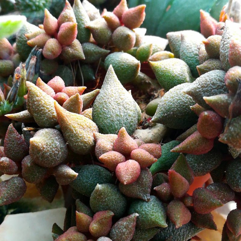 Adromischus mammillaris
