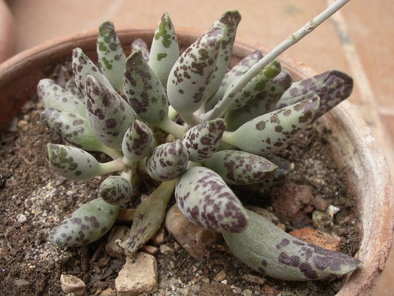 Адромискус Купера (Adromischus cooperi)