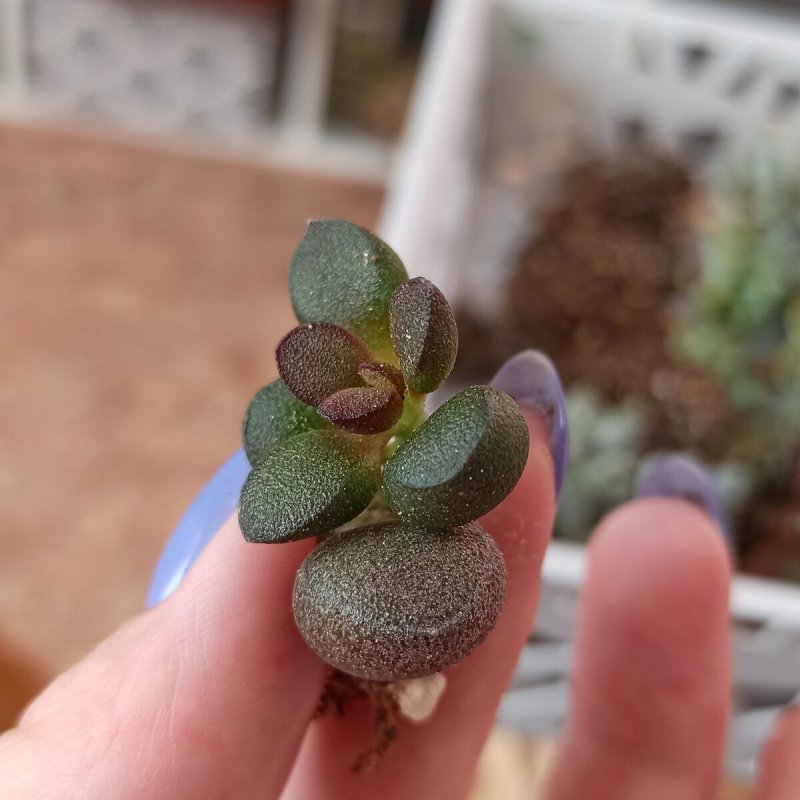 Адромискус гребенчатый (Adromischus cristatus)