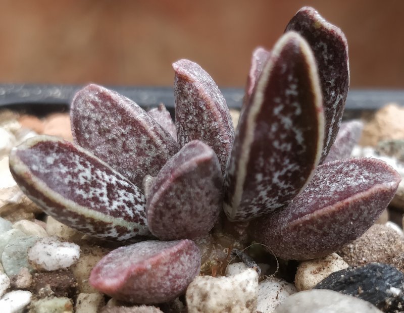 Adromischus sphenophyllus (Адромискус)