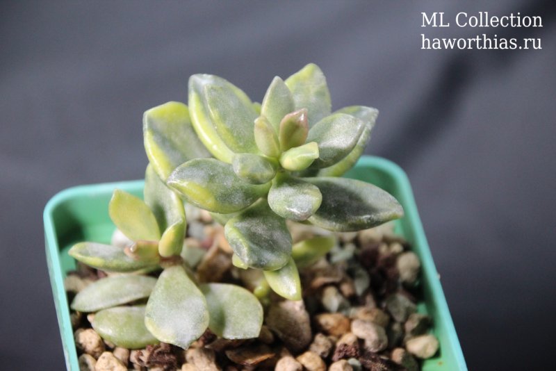 Adromischus marianiae