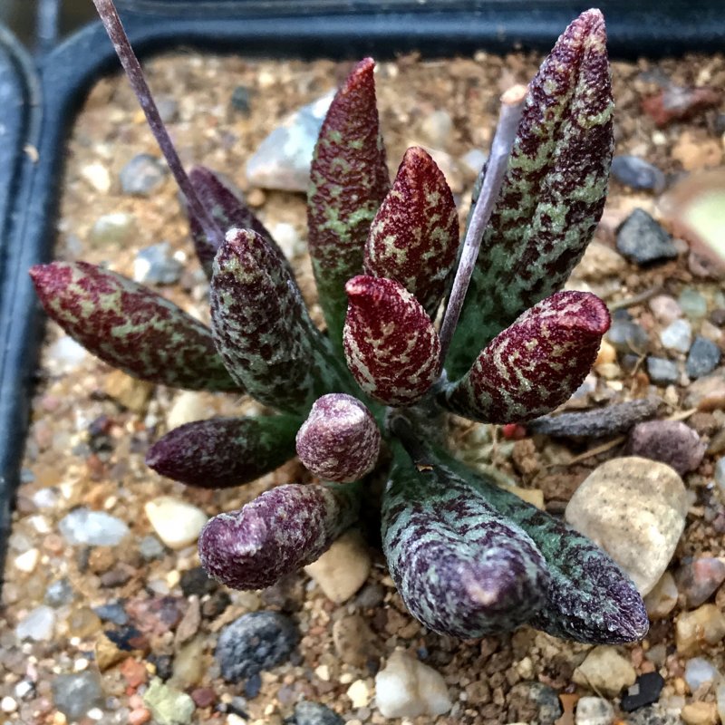 Adromischus blosianus