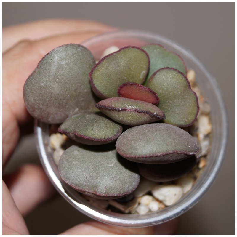 Адромискус пятнистый Adromischus maculatus