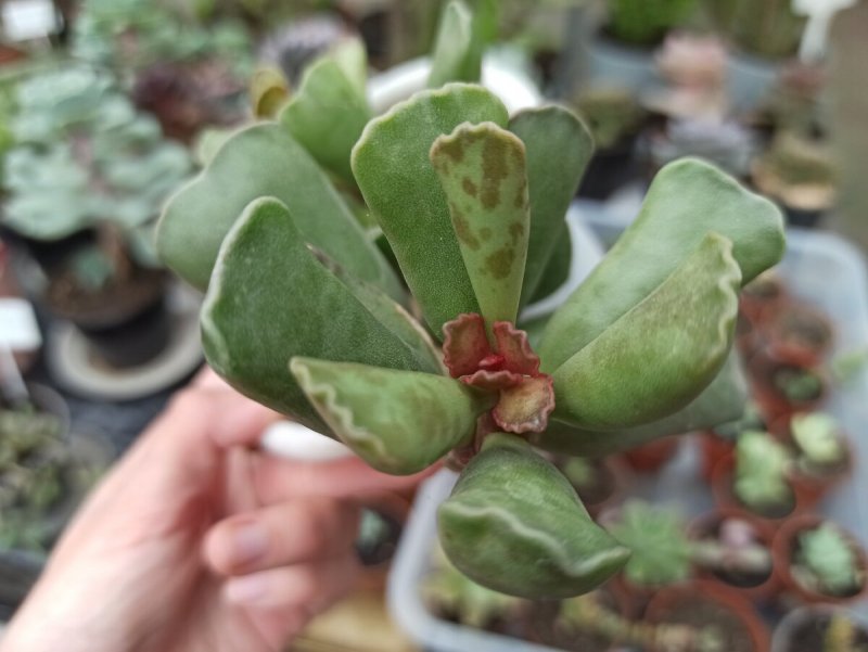 Adromischus cooperi