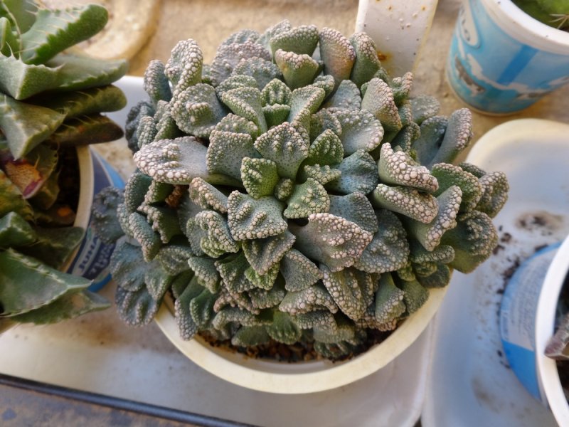 Адромискус leucophyllus