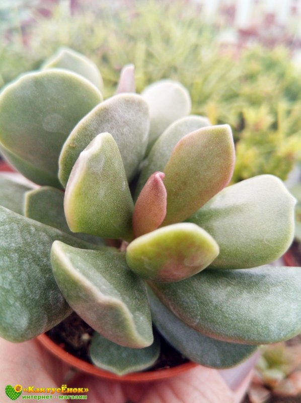 Adromischus filicaulis filicaulis