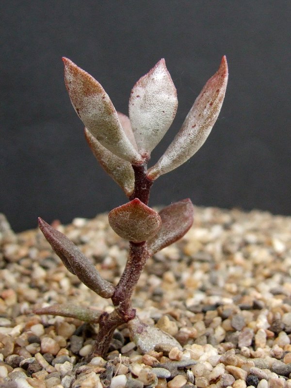 Adromischus hallii