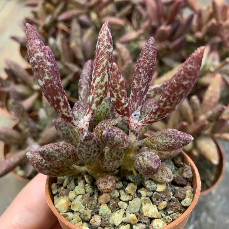 Адромискус Купера (Adromischus cooperi)