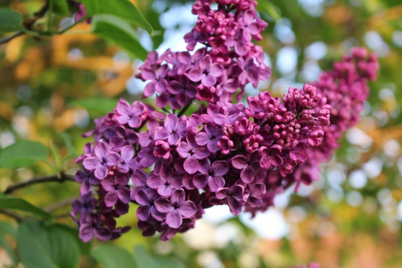 Сирень Syringa