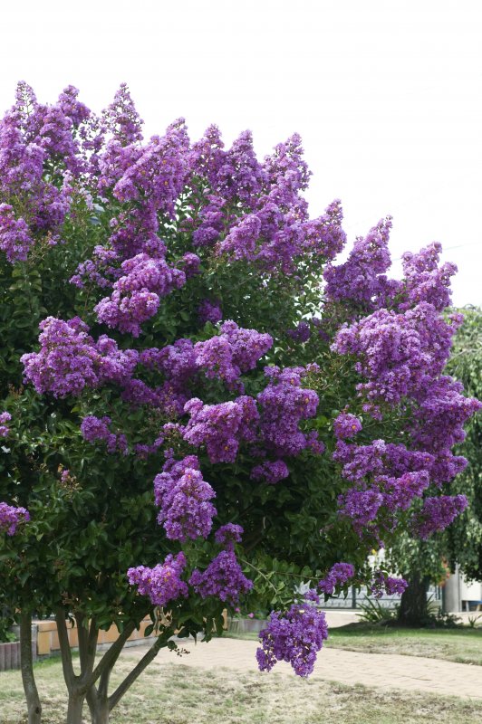 Crape Myrtle растение