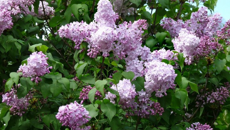 Сирень дерево или кустарник