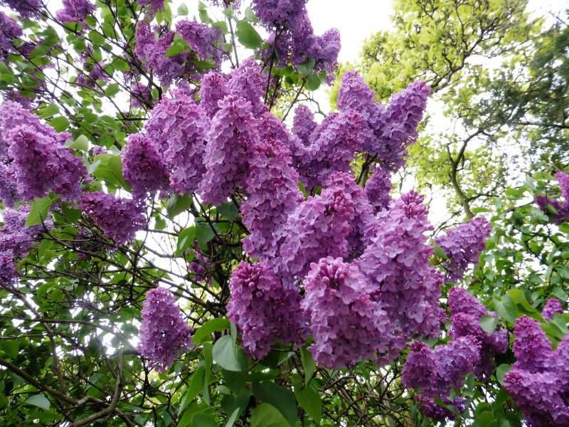 Сирень кустарник