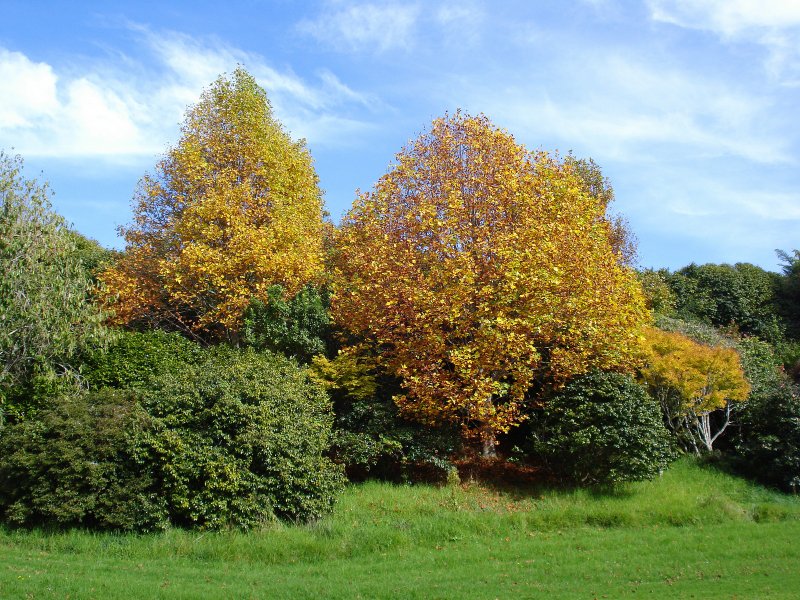 Liriodendron tulipifera русское название
