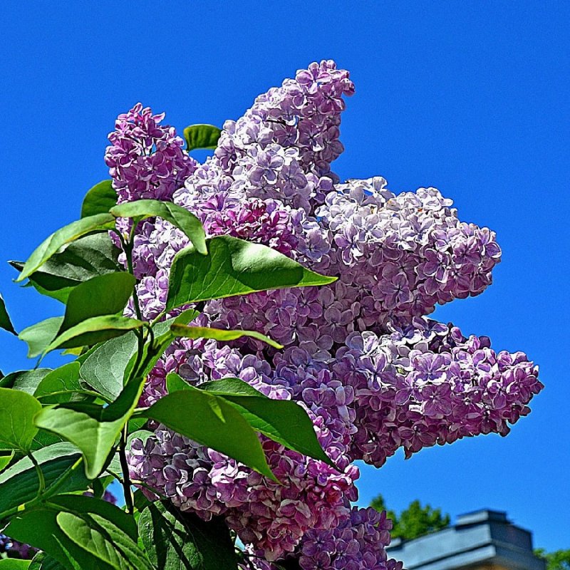 Сирень обыкновенная (Syringa vulgaris)
