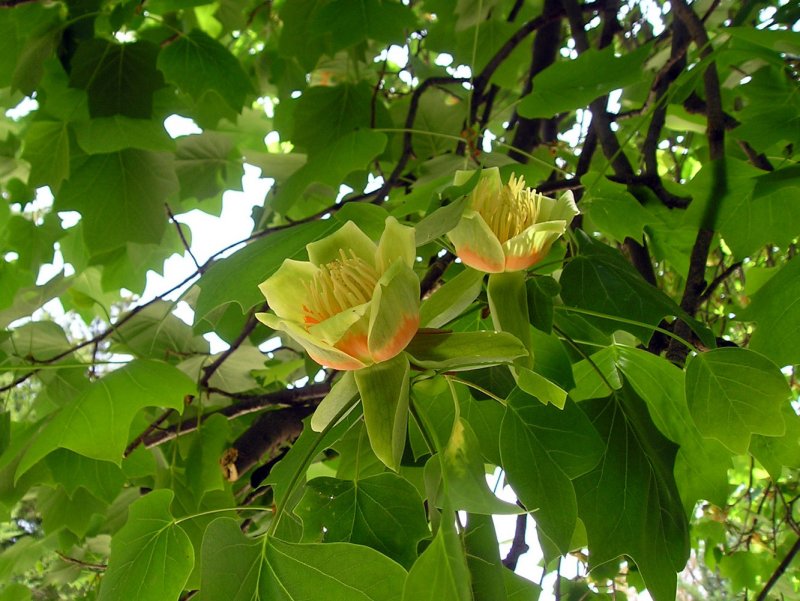 Лириодендрон Тюльпановый Liriodendron tulipifera
