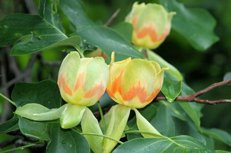 Liriodendron tulipifera (Лириодендрон)