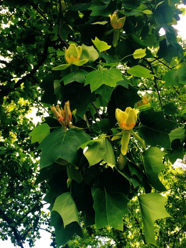 Liriodendron tulipifera 25-30