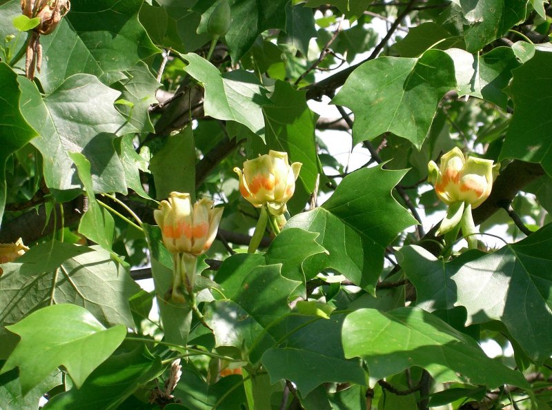 Лириодендрон Тюльпановый (Тюльпанное дерево). Liriodendron tulipifera