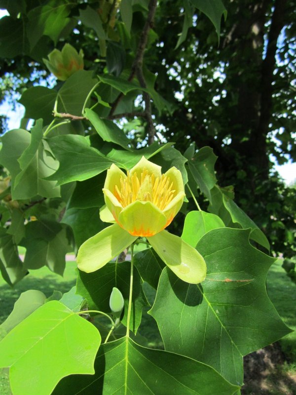 Лириодендрон Тюльпановый Liriodendron tulipifera
