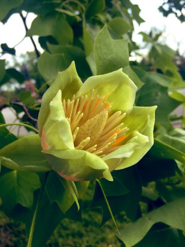 Liriodendron tulipifera тюльпановое дерево