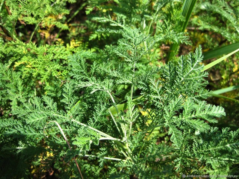 Полынь обыкновенная (Artemisia vulgaris)