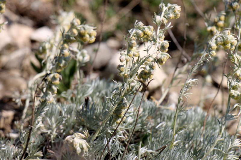 Полынь горькая (Artemisia absinthium)