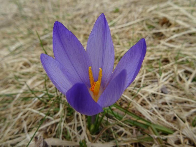 Шафран прекрасный (Crocus speciosus)