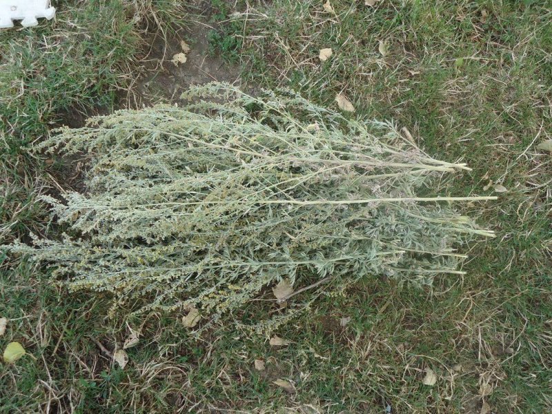 Полынь Таврическая (Artemisia Taurica)