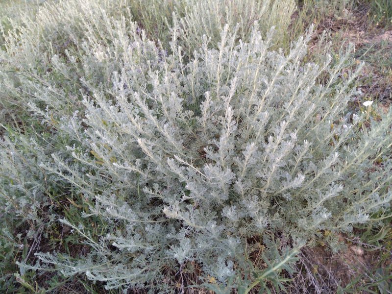 Полынь Каспийская Artemisia caspica