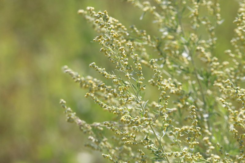 Seriphium Plumosum