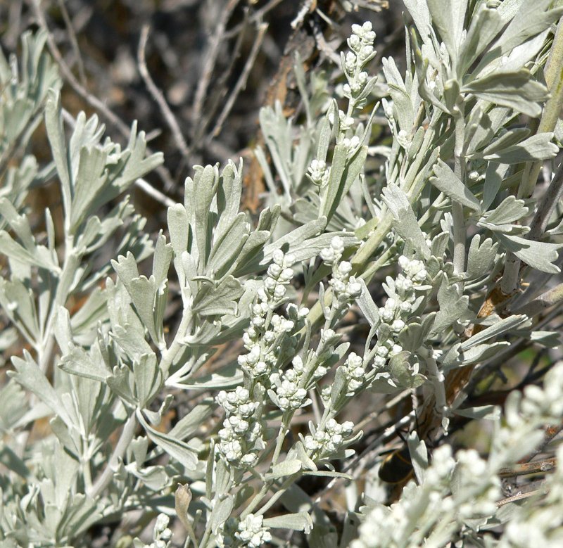 Полынь обыкновенная 'Aureovariegata'