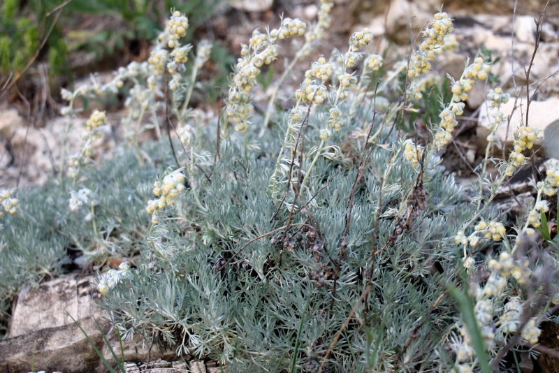 Полынь горькая (Artemisia absinthium)परव