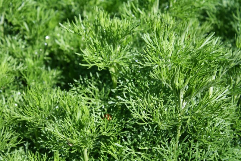Полынь горькая (Artemísia absínthium).