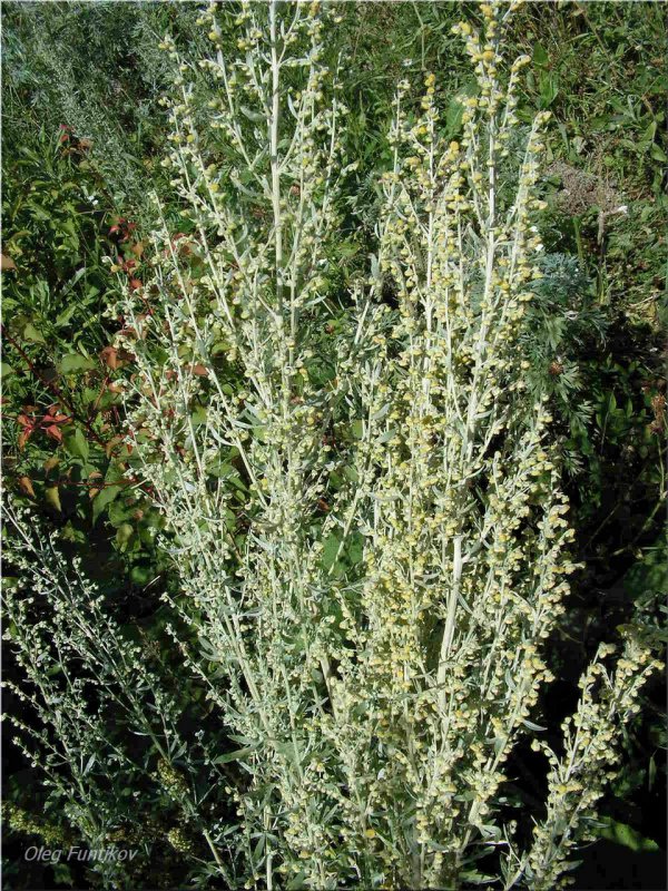 Artemisia californica Полынь