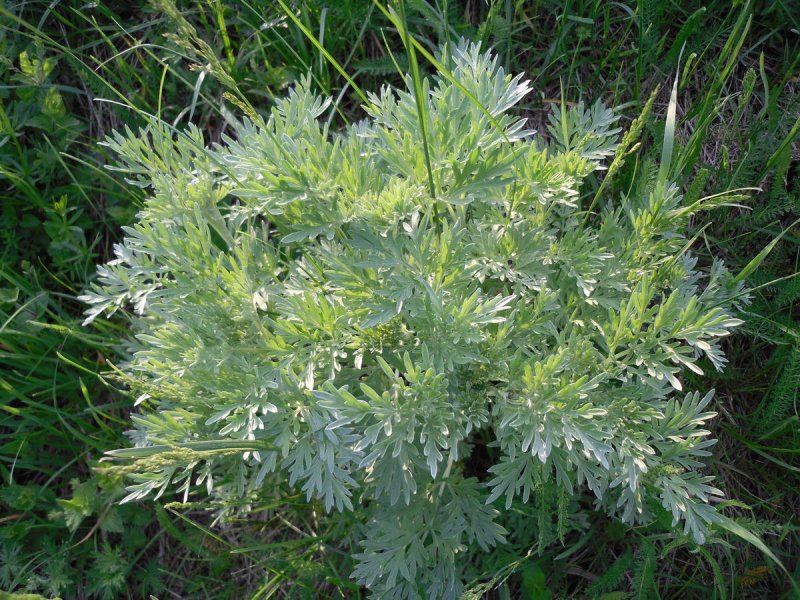 Полынь обыкновенная (Artemisia vulgaris)