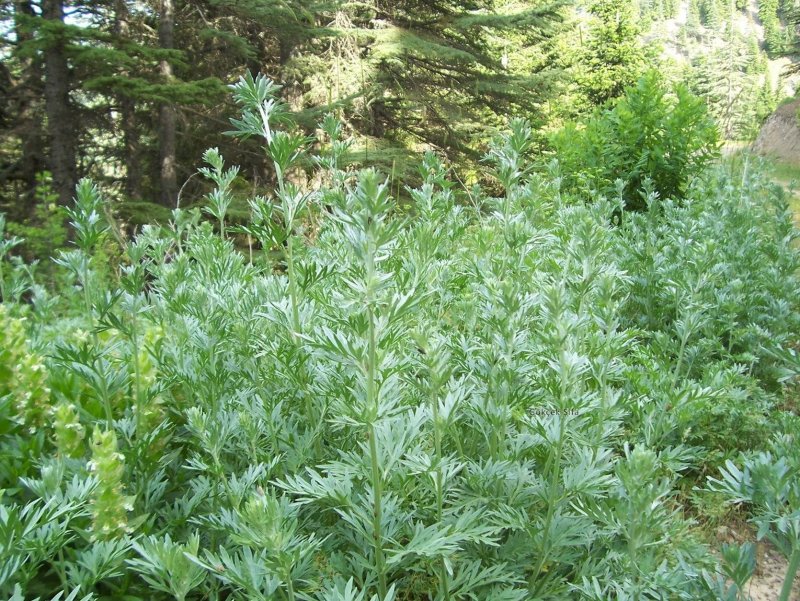 Полынь горькая (Artemísia absínthium).