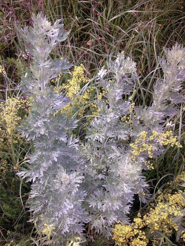 Artemisia californica Полынь