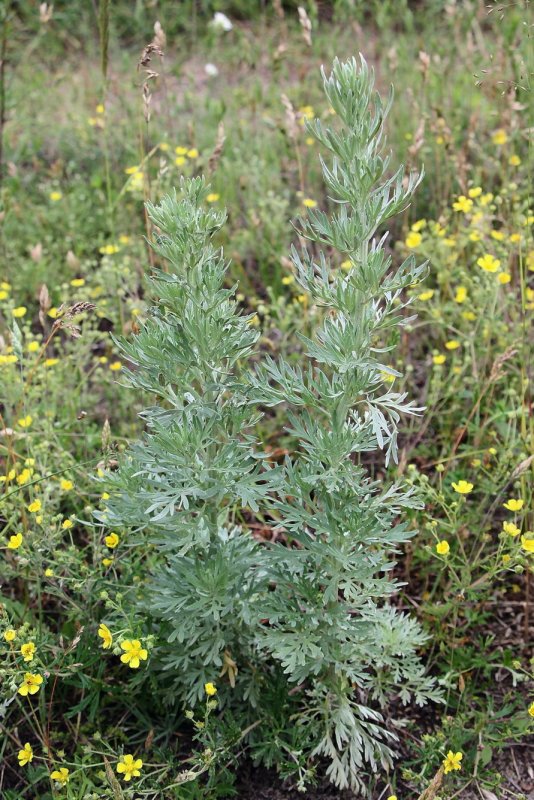 Полынь обыкновенная (Artemisia vulgaris)