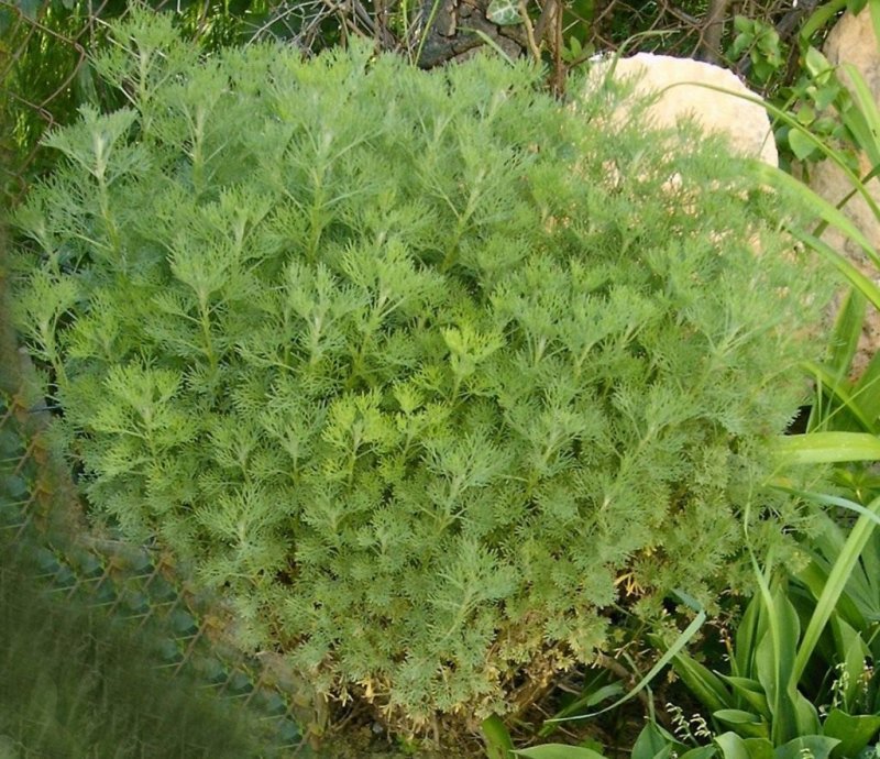Полынь горькая -Artemisia absinthium(семейство Сложноцветные)