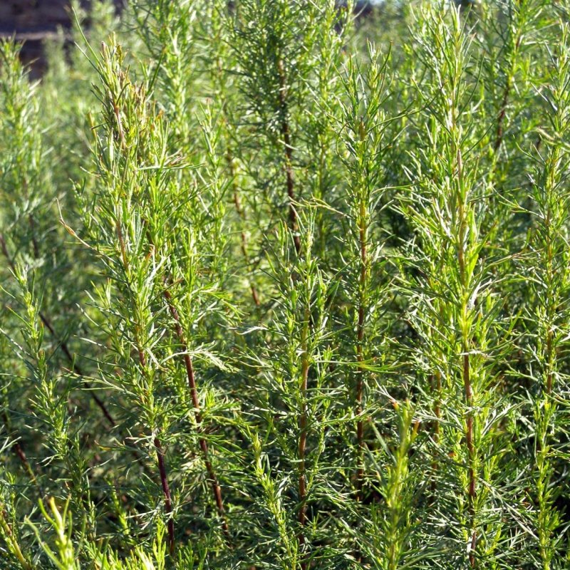 Полынь горькая (Artemisia absinthium)