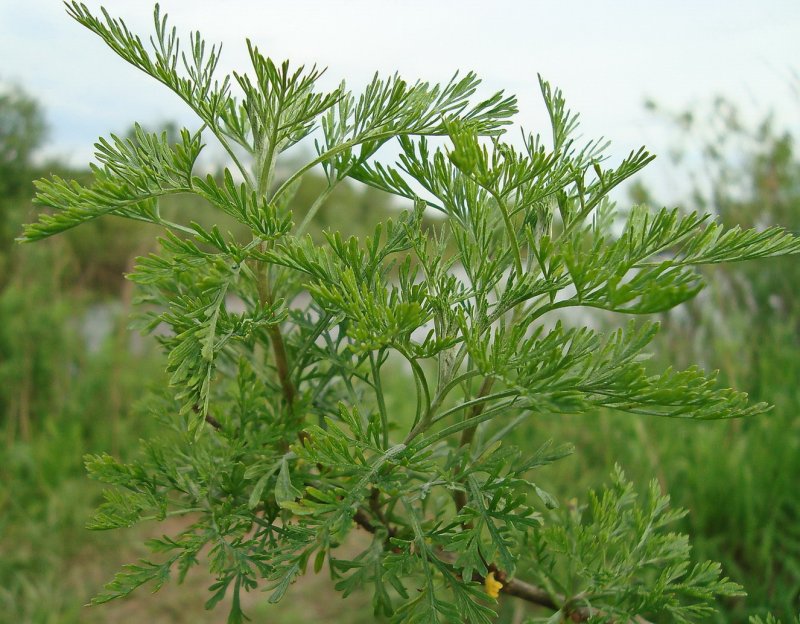 Полынь горькая (Artemisia absinthium)