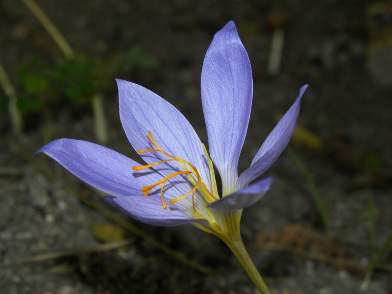 Saffron Crocus