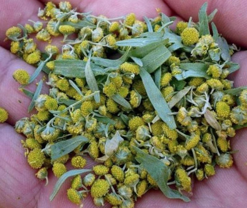 Полынь полукустарник