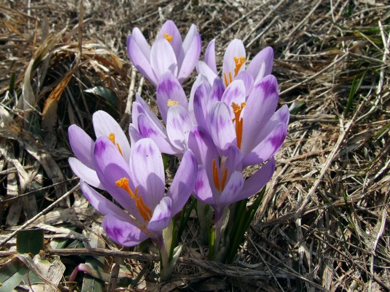 Шафран краснокнижный