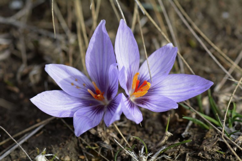 Шафран посевной (Crocus sativus)
