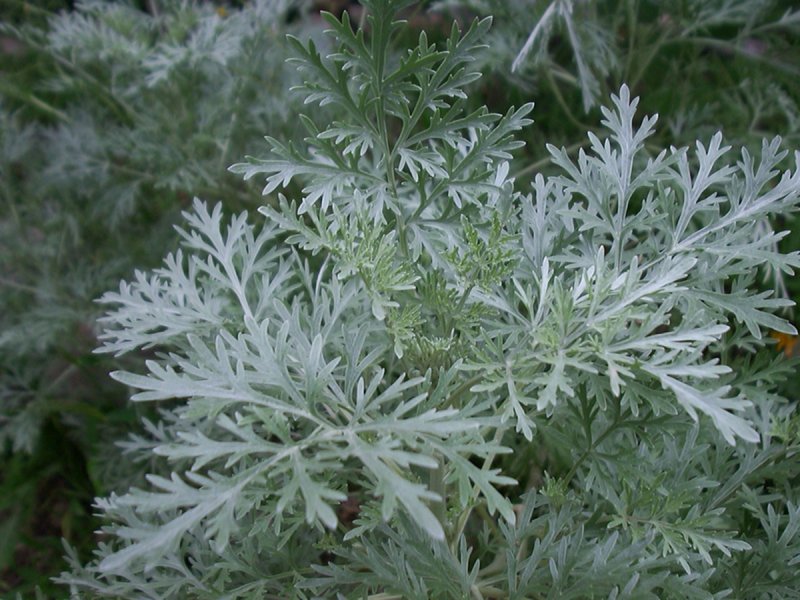Полынь горькая (Artemísia absínthium).