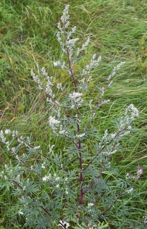 Полынь горькая (Artemísia absínthium).
